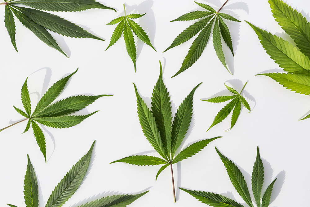 Green Marijuana plants on isolated white background